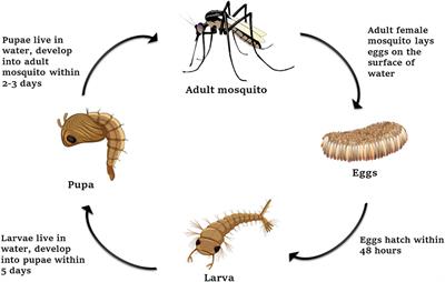Approaches of dengue control: vaccine strategies and future aspects